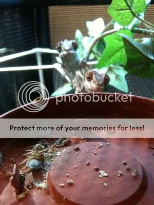 IMG_1314_zpsfc15ba94.jpg