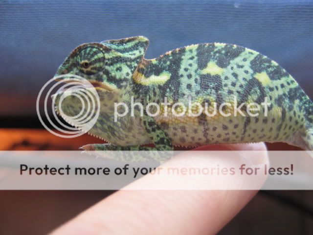 Picture025.jpg
