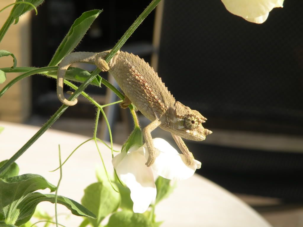 DSCN8168.jpg