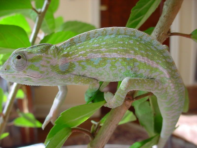 latsandskinks10-20-08084.jpg