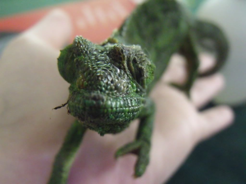 2010_0427chams0022.jpg
