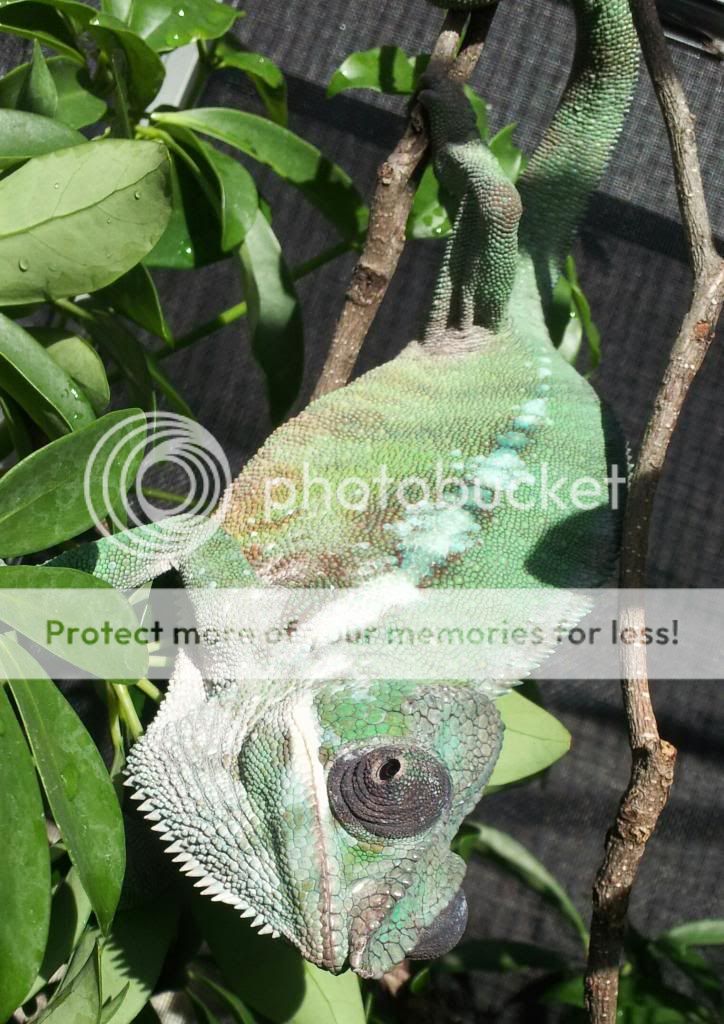 Sparky_zps69514f1f.jpg