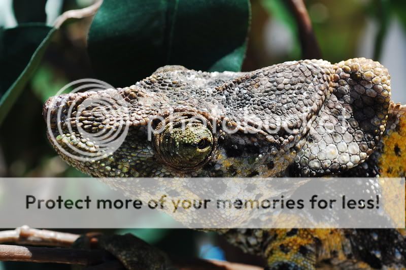 MyChameleons241.jpg