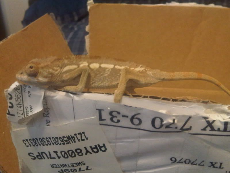 chameleon4028.jpg