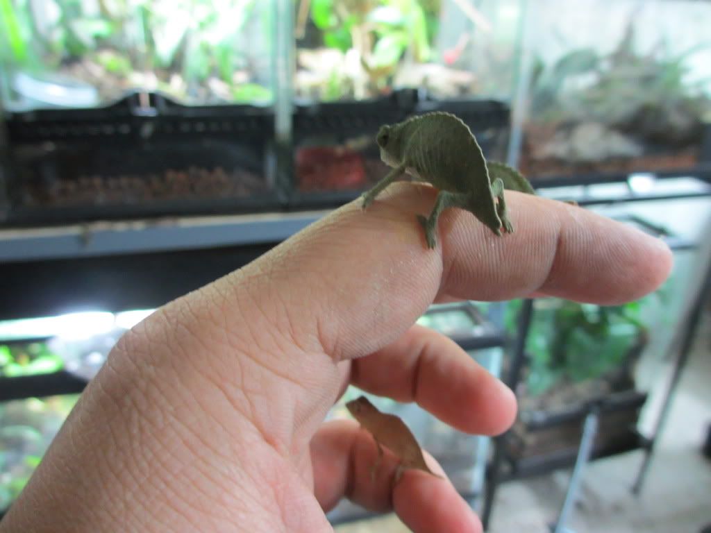 minipyg005.jpg