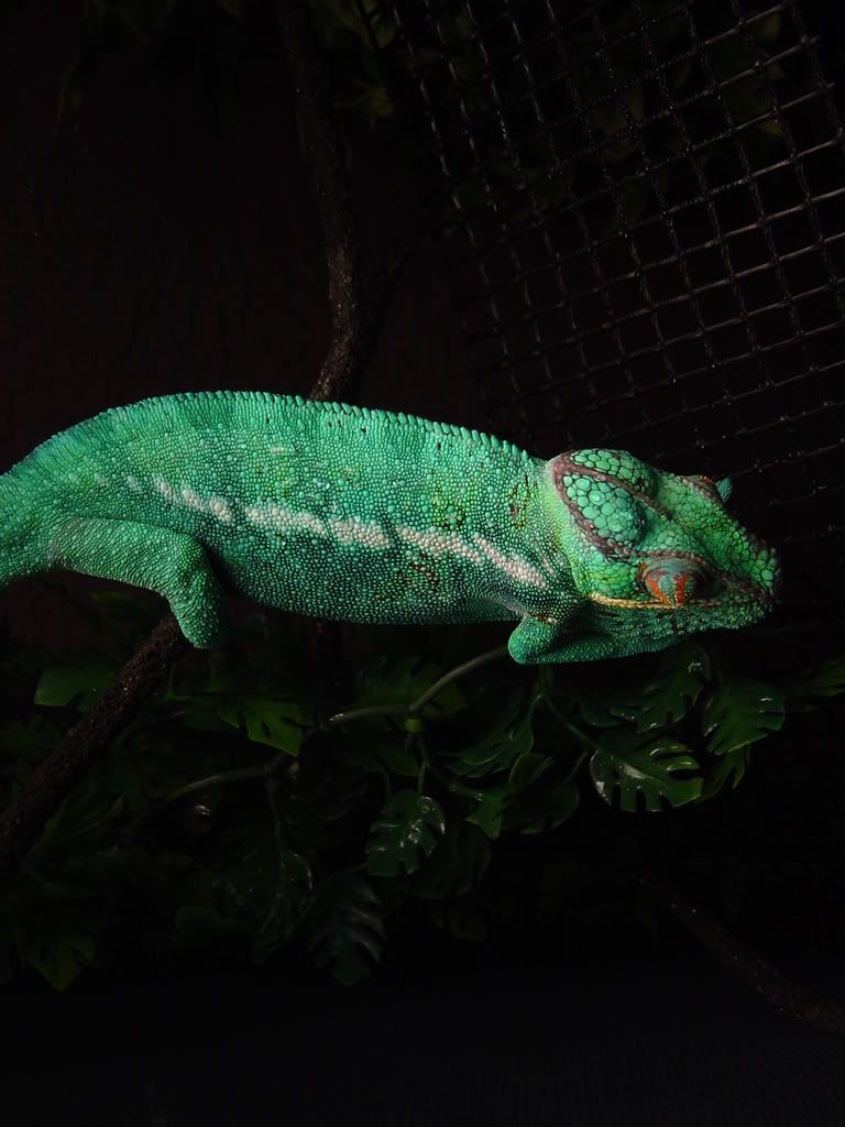 DSC00100.jpg