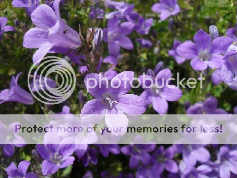 Prettyblues.jpg