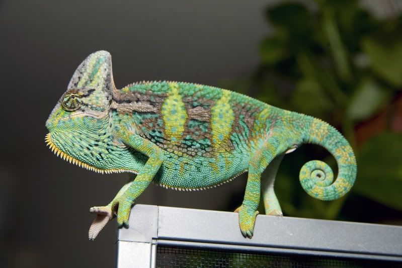 04212012_Bugsy.jpg