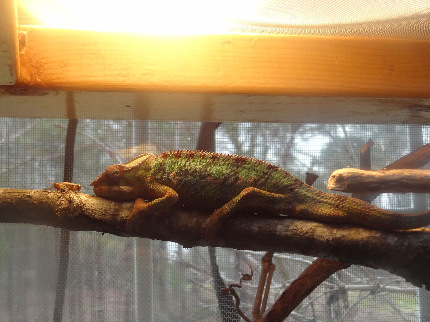 Chameleon069_zps6e25a043.jpg