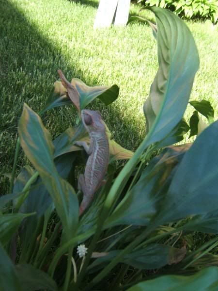 Chameleonandsuch040.jpg