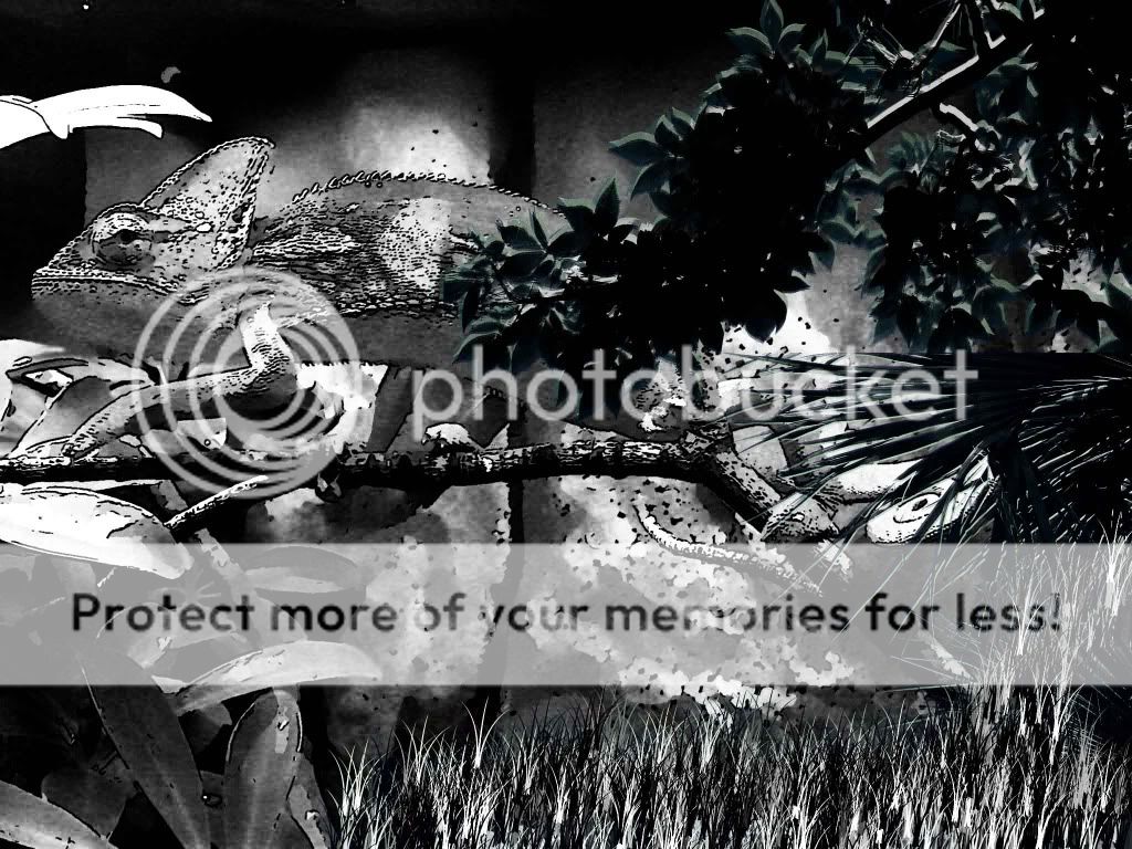 blacknwhite.jpg