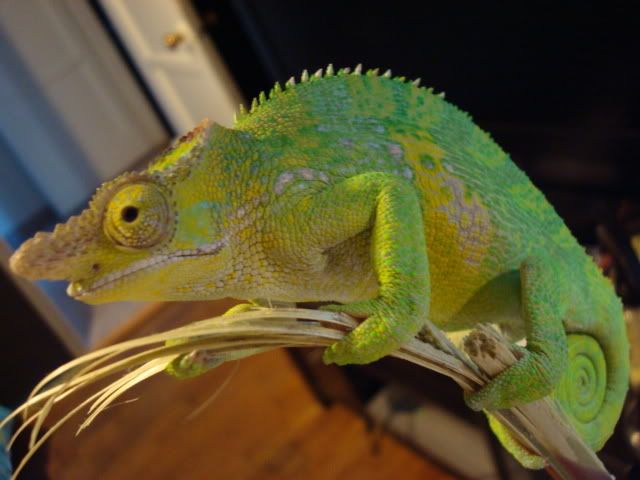 newpicswithreptilesforcraigslist070.jpg