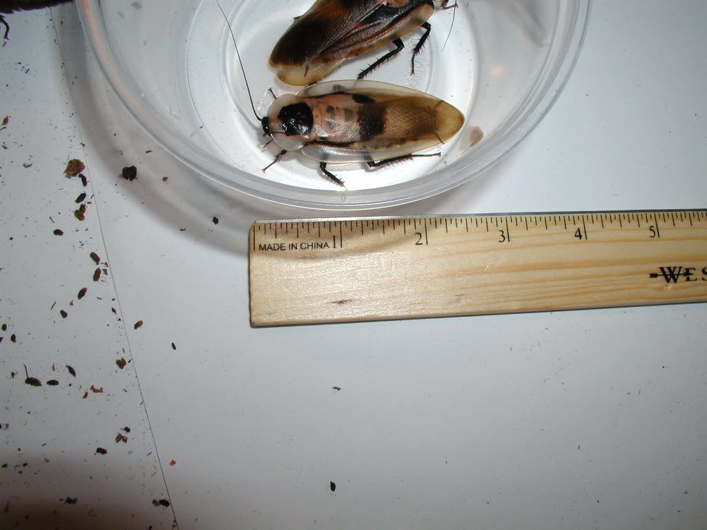 Picture_068.jpg