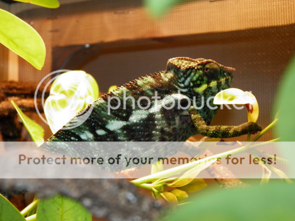 chameleon037.jpg