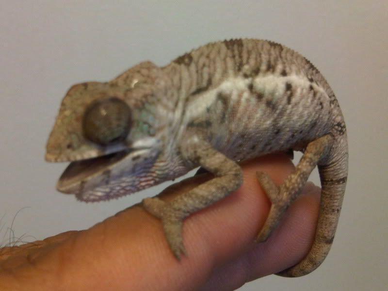 chameleon3005.jpg