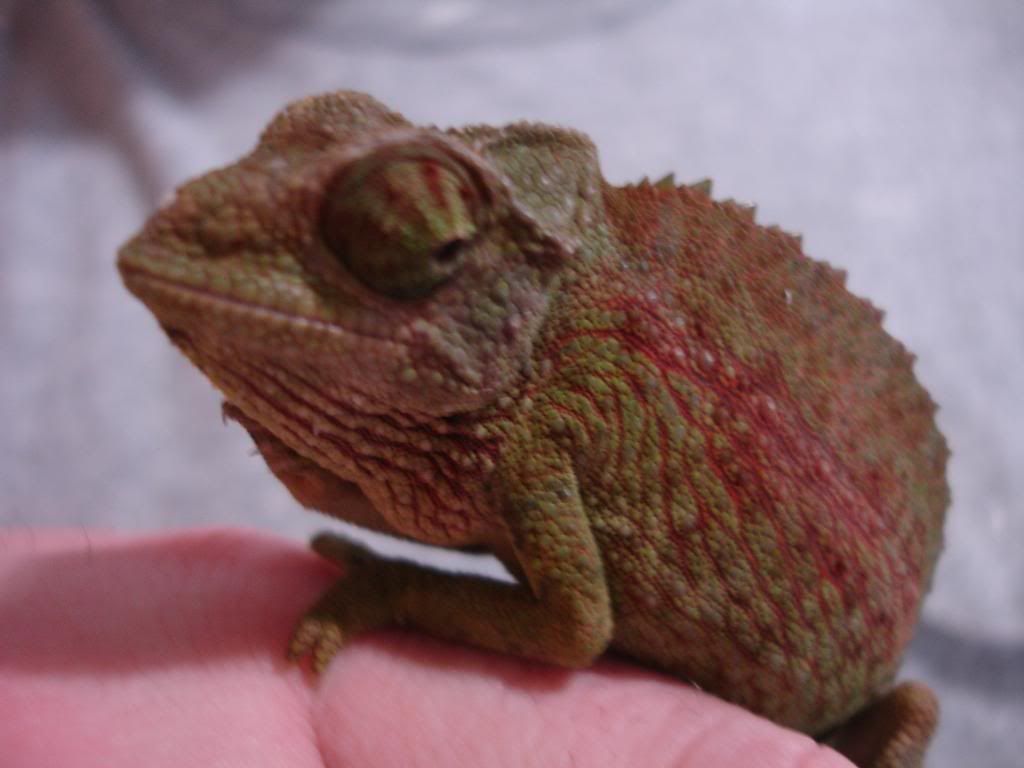 DSC04163-1.jpg