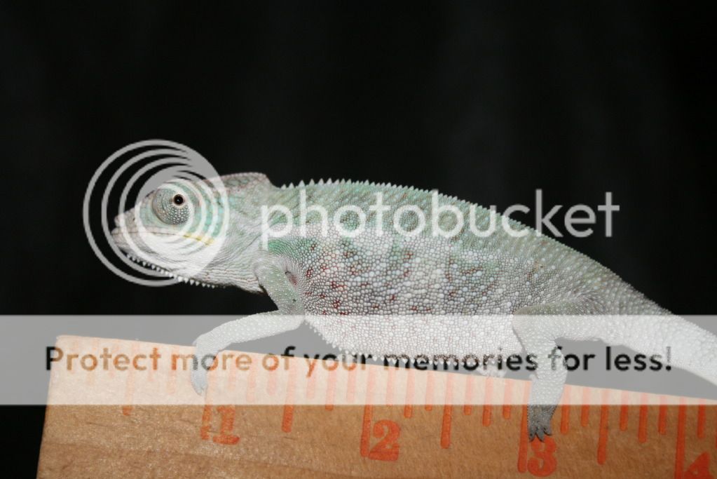 2ndkushclutch019.jpg