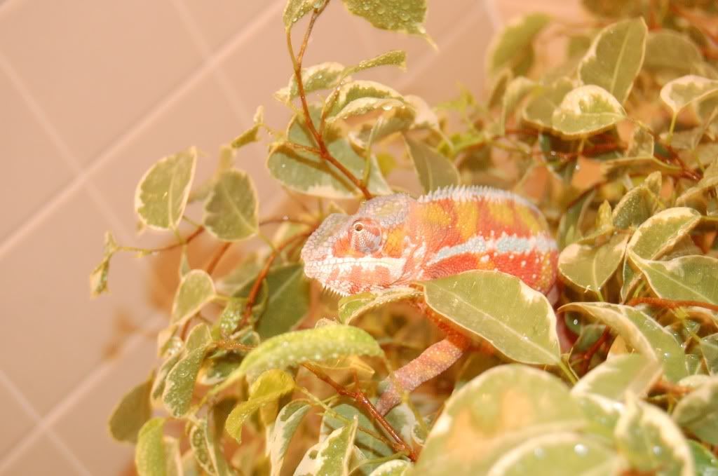 DSC_1271.jpg