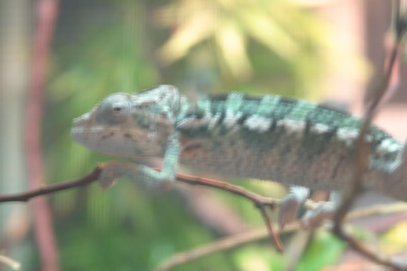 Sept1stChameleon004.jpg