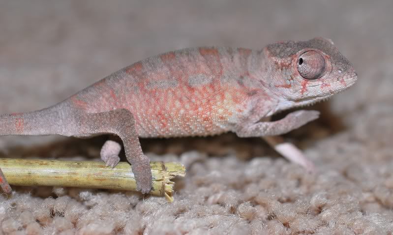 DSC_0136.jpg
