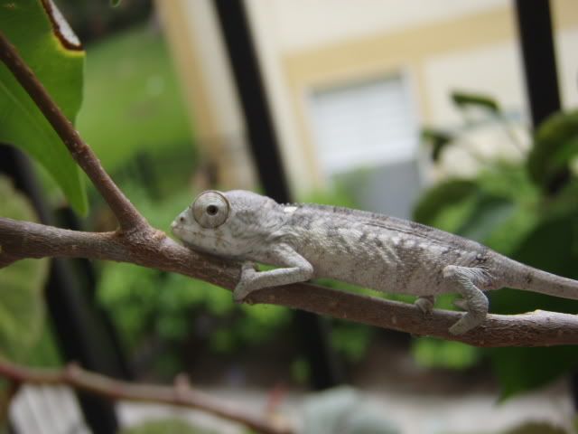 MyChameleons040.jpg