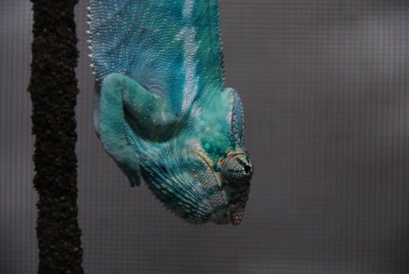 chameleons054.jpg
