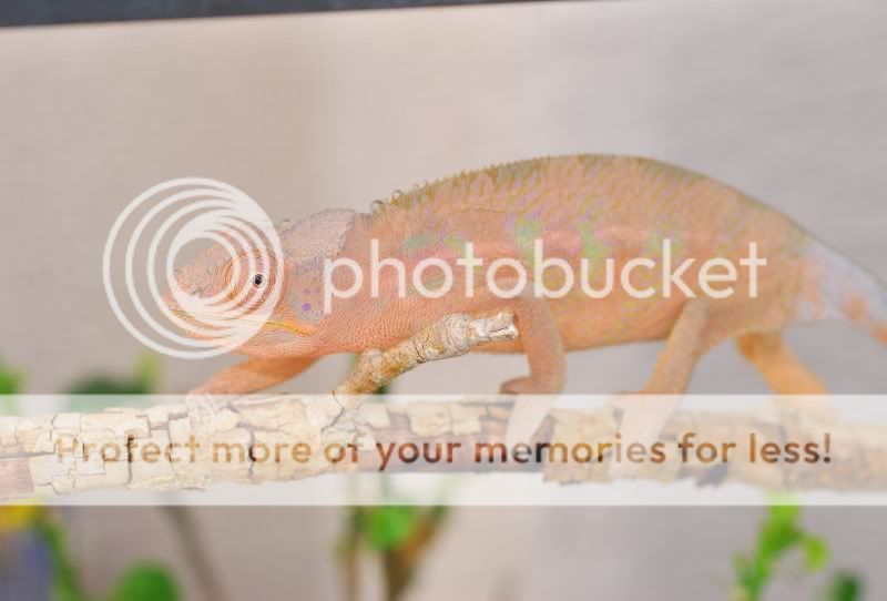 peachy.jpg