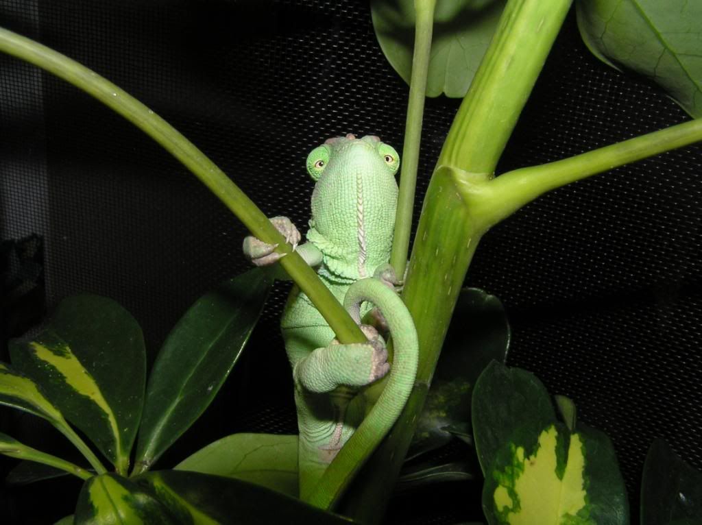 1-9-10Geckosdragonschamsandhatch-8.jpg