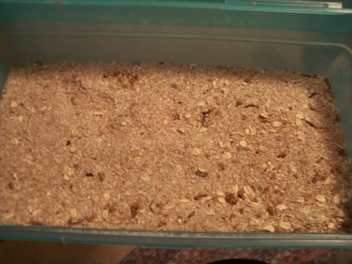 spentmealworms.jpg