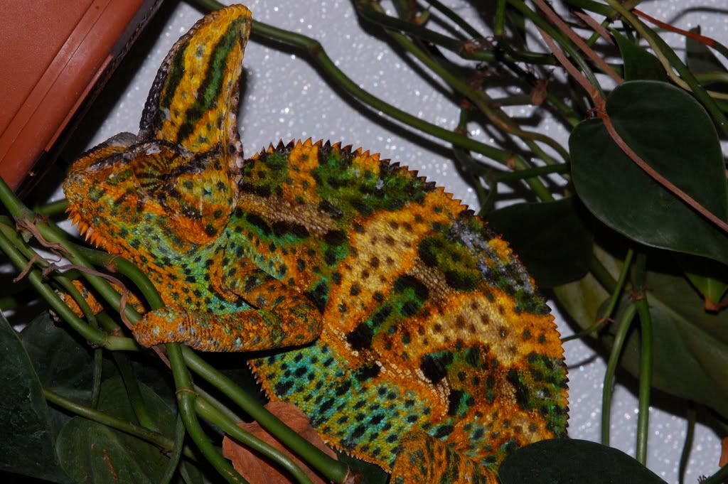 DSC_3344.jpg