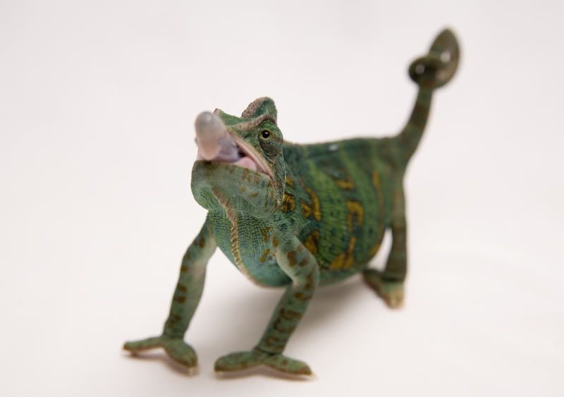 07182011_oozle.jpg