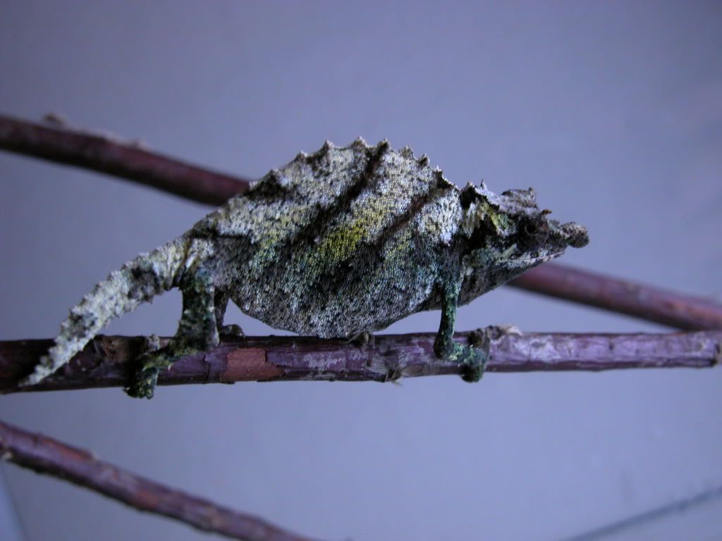 DSCN0154.jpg