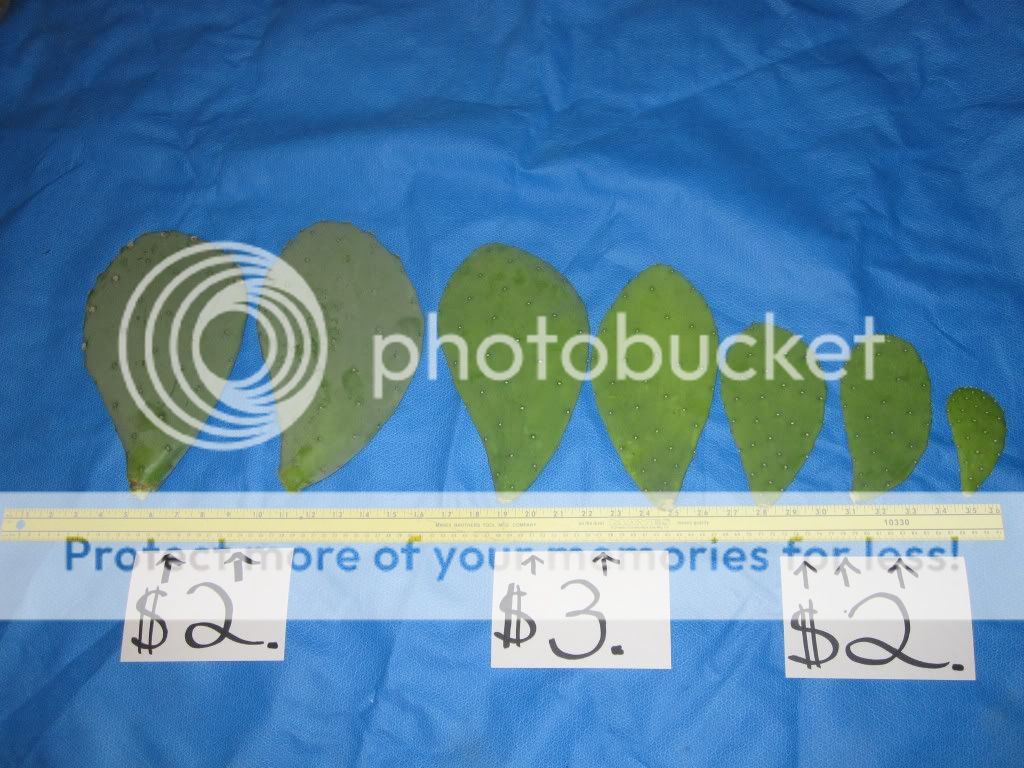 Cactus005.jpg