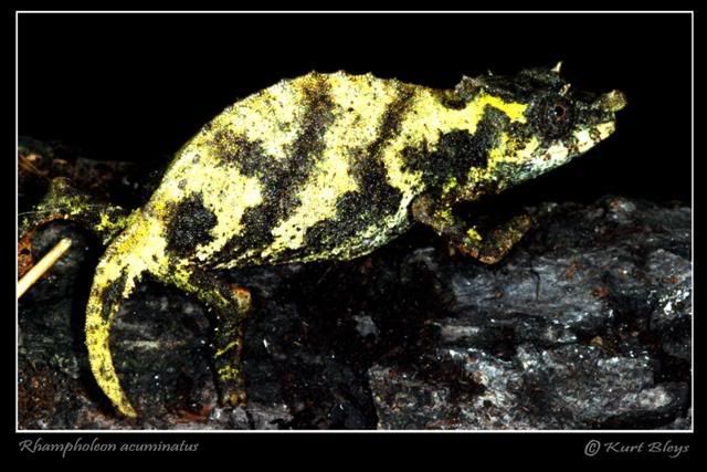 acuminatus1Small.jpg
