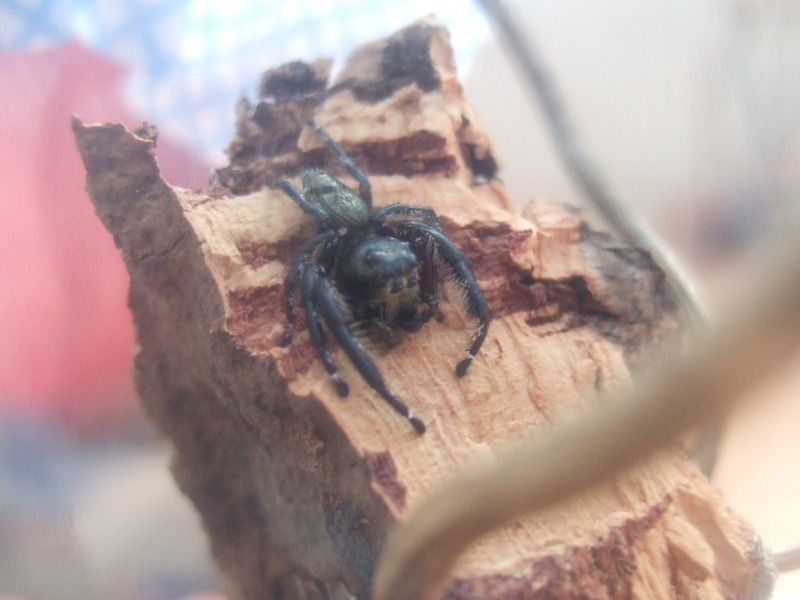 DSCF5705.jpg