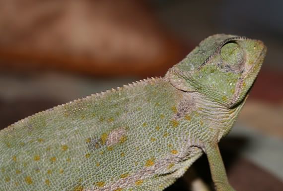 cham015.jpg