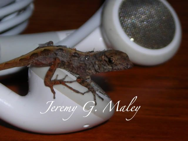 DSCN6588.jpg
