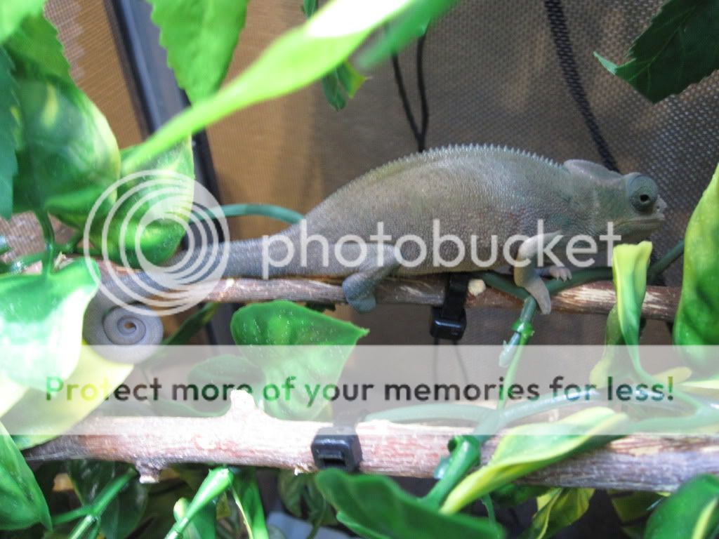 Closeuppictures005.jpg