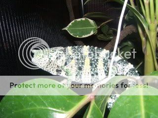 ChameleonsChristmasBandmembers063.jpg