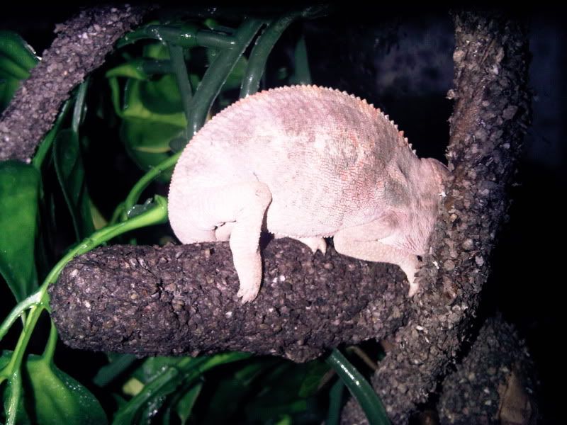 chameleon3015.jpg
