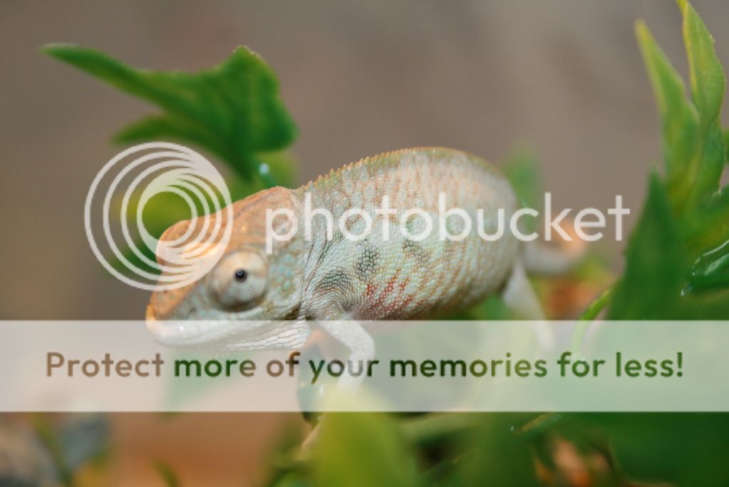 tritonfalybabies025.jpg