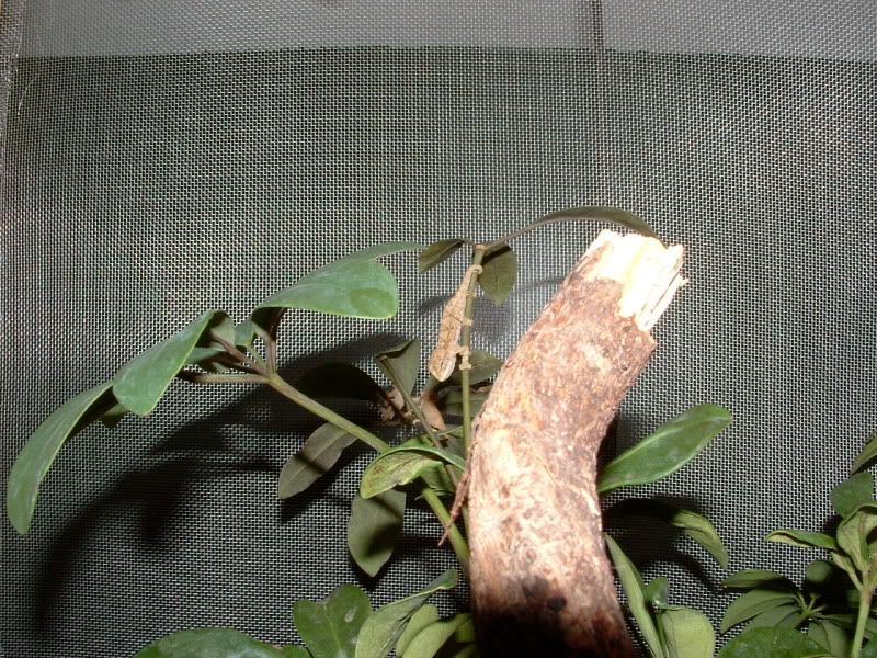DSCF0003.jpg
