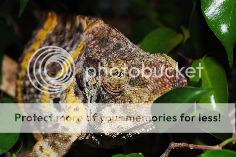 MyChameleons233.jpg
