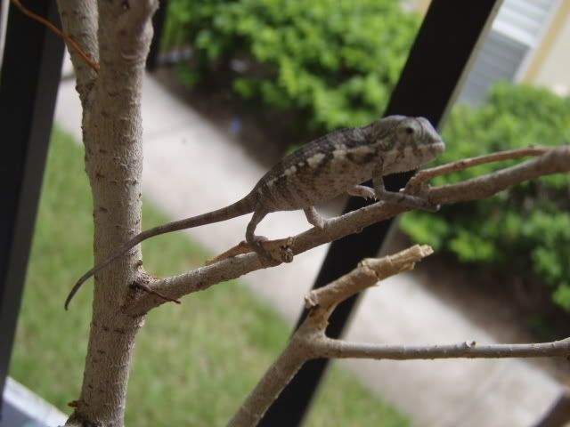 MyChameleons037.jpg