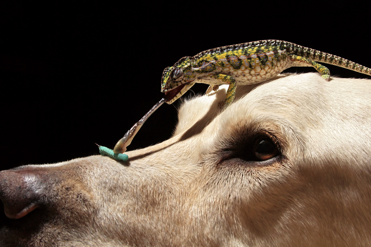 Chameleon%20On%20Dog.jpg