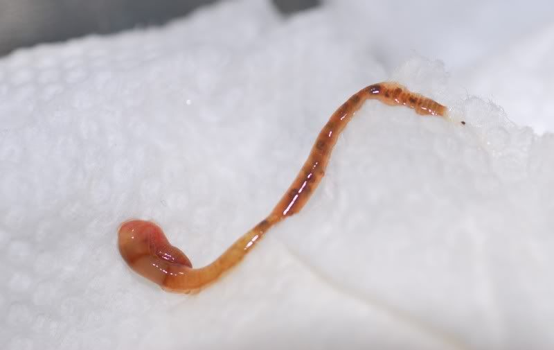 bigworm.jpg