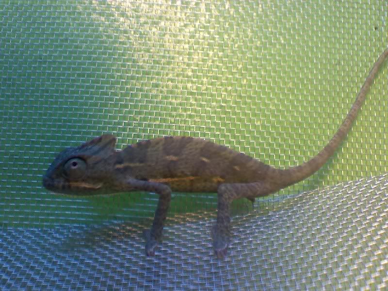 Chameleon.jpg