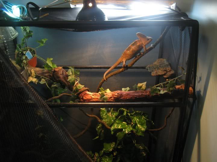 cage2.jpg