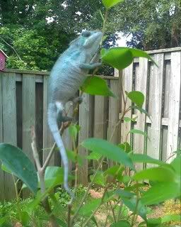 chameleon002.jpg