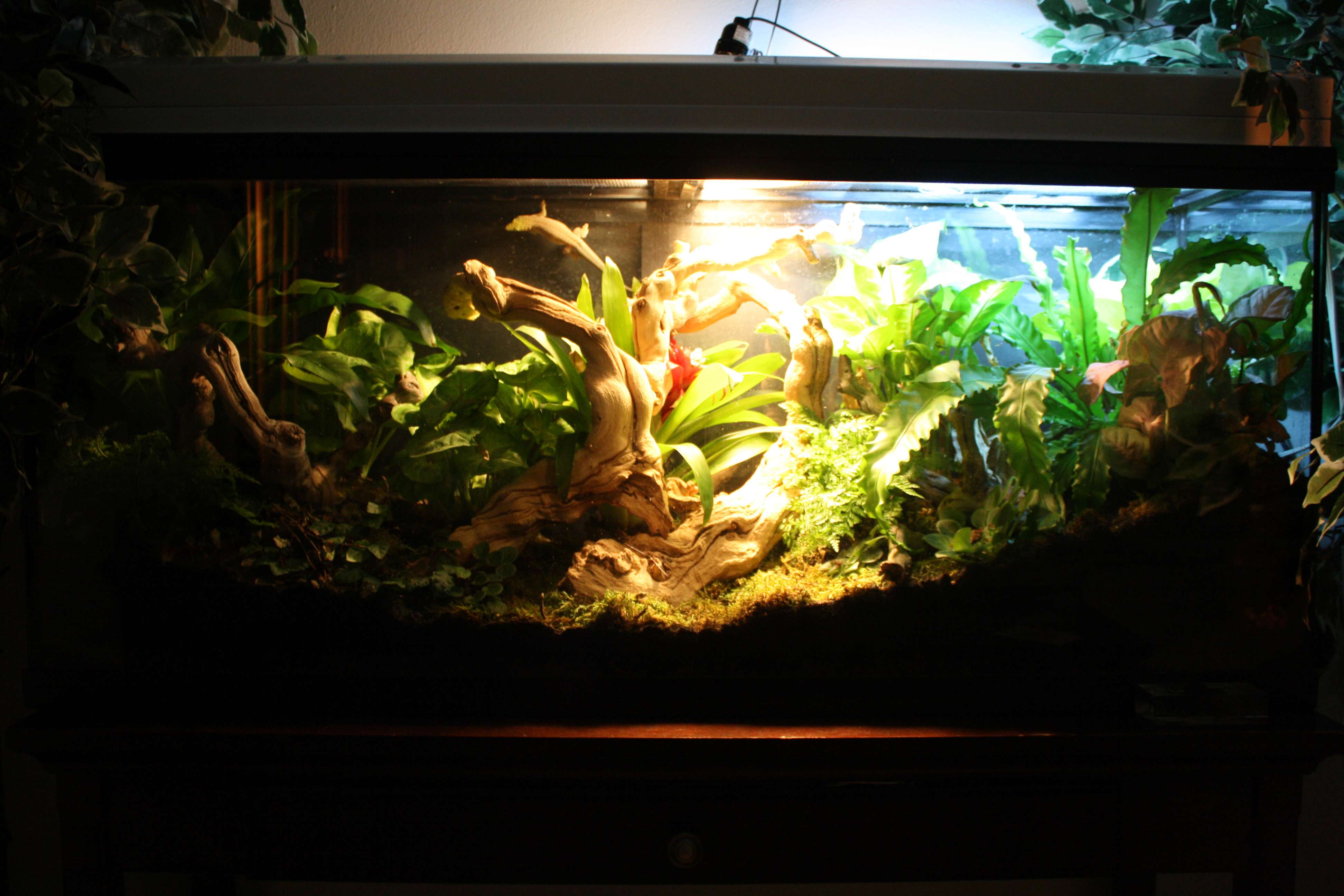daygeckotank3.jpg